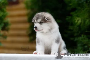 Photo №1. malamute de l'alaska - à vendre en ville de Москва | 418€ | Annonce №7534