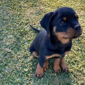 Photo №2 de l'annonce № 13091 de la vente rottweiler - acheter à Allemagne annonce privée