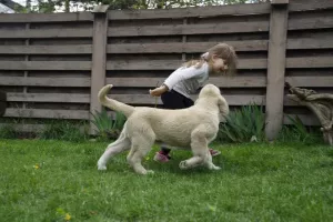 Photos supplémentaires: Chiots de dogue espagnol