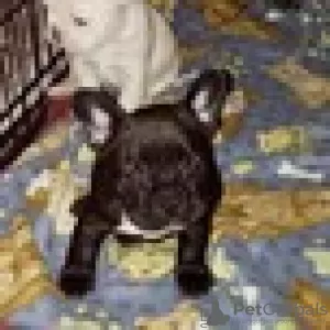 Photo №1. bouledogue - à vendre en ville de Berlin | 287€ | Annonce №128023