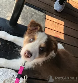 Photo №1. border collie - à vendre en ville de Copenhague | 400€ | Annonce №83350