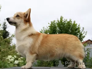 Photo №3. welsh corgi pembroke chiots filles de Interchampion. Fédération de Russie