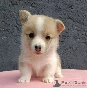 Photo №4. Je vais vendre welsh corgi en ville de Bačka Topola. éleveur - prix - négocié