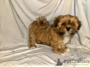 Photo №4. Je vais vendre lhassa apso en ville de Saint-Pétersbourg. de la fourrière, éleveur - prix - 539€