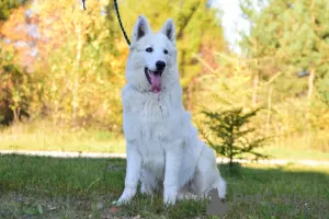 Photo №2 de l'annonce № 28768 de la vente berger blanc suisse - acheter à Pologne éleveur