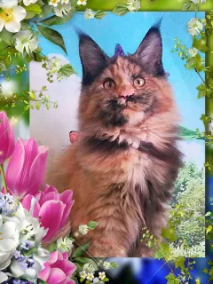 Photo №1. maine coon - à vendre en ville de Novosibirsk | 360€ | Annonce № 5588