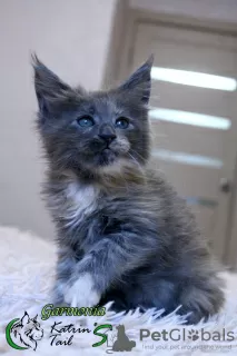 Photo №4. Je vais vendre maine coon en ville de Saint-Pétersbourg. annonce privée, de la fourrière, éleveur - prix - 399€