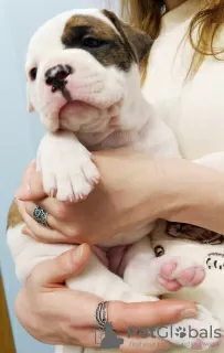 Photos supplémentaires: Chiots bouledogue américain à vendre