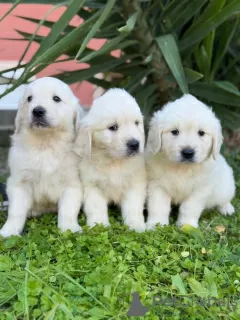 Photos supplémentaires: Chiots Golden Retriever