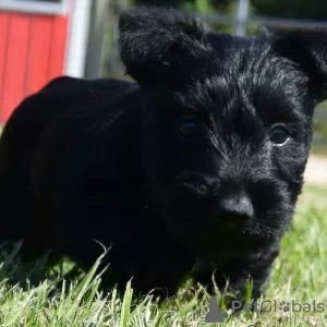 Photo №1. terrier écossais - à vendre en ville de Lublica | 1000€ | Annonce №11138