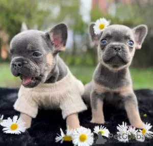 Photos supplémentaires: Bouledogue français bleu