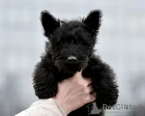 Photo №4. Je vais vendre terrier écossais en ville de Minsk.  - prix - négocié