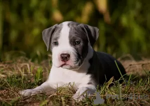 Photo №2 de l'annonce № 11541 de la vente american staffordshire terrier - acheter à Fédération de Russie éleveur