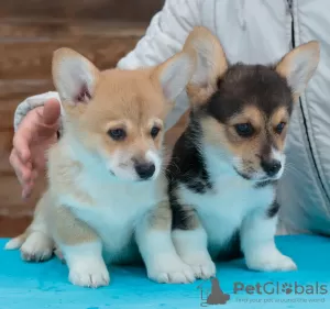 Photo №3. Chiots Pembroke Welsh Corgi. Fédération de Russie