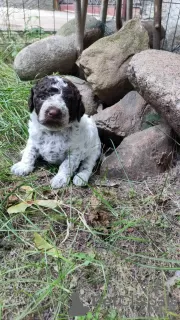 Photo №4. Je vais vendre chien d'eau romagnol en ville de Augustów. éleveur - prix - 900€