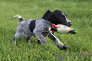 Photo №2 de l'annonce № 100209 de la vente chien d'arrêt allemand à poil dur - acheter à Pologne éleveur