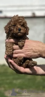 Photos supplémentaires: Petit caniche rouge