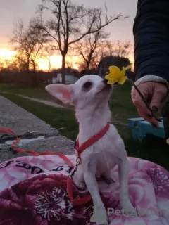 Photos supplémentaires: De toute urgence! 1 En raison du déménagement! 1 chiots Chihuahua !!