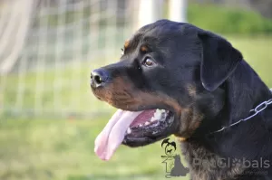 Photo №3. Le mâle Rottweiler est libre de s'accoupler. Serbie