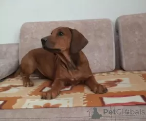 Photo №3. Rhodesian Ridgeback femelle ZKWP/FCI. Pologne