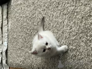 Photo №4. Je vais vendre british shorthair en ville de Genève. annonce privée - prix - 2500€