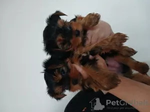 Photos supplémentaires: Des Yorkies. Filles.