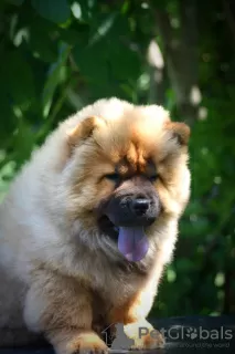 Photo №2 de l'annonce № 65400 de la vente chow-chow - acheter à Serbie éleveur