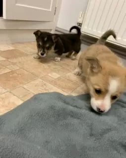 Photo №3. Adorables chiots Welsh Corgi prêts à rejoindre leur nouvelle maison pour. USA