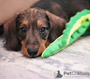 Photos supplémentaires: Chiots lapins teckel à poil dur, garçons, 3 mois