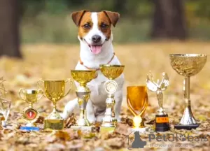 Photos supplémentaires: Jack Russell garçon rouge et blanc et fille tricolore