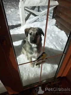 Photos supplémentaires: Douce beauté Olivia cherche un foyer !