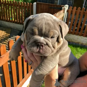 Photo №1. bulldog anglais - à vendre en ville de Victoria | 124€ | Annonce №9082