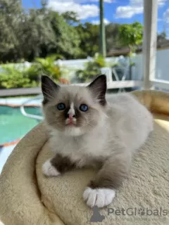 Photo №1. ragdoll - à vendre en ville de Bregenz | Gratuit | Annonce № 95179