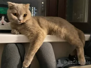 Photo №1. british shorthair - à vendre en ville de Москва | Gratuit | Annonce № 73050