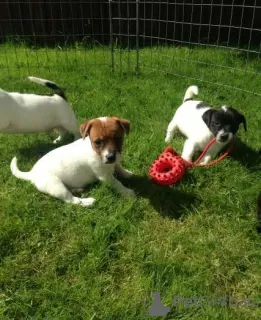 Photo №1. jack russell terrier - à vendre en ville de Гаага | 410€ | Annonce №20630