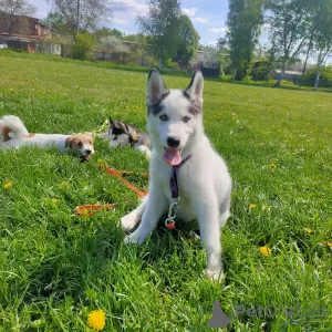 Photo №3. Pibold husky sibérien. Ukraine