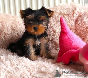 Photo №1. yorkshire terrier - à vendre en ville de Östersund | Gratuit | Annonce №89559