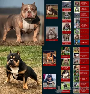 Photos supplémentaires: Chiots American Bully Pocket