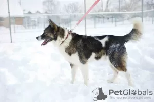 Photos supplémentaires: Merveilleux chien Hanik cherche une maison!