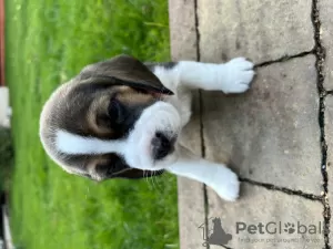 Photos supplémentaires: Chiots d'élite de parents titrés