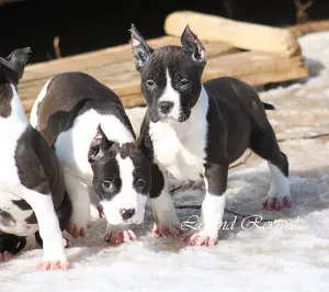 Photo №3. Chiots Amstaff de ritomnik. Fédération de Russie