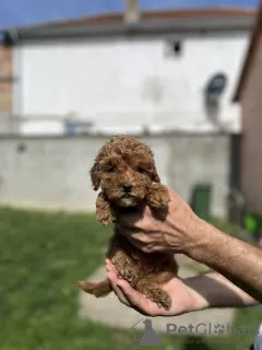 Photo №3. Petit caniche rouge. Serbie