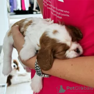 Photo №4. Je vais vendre cavalier king charles spaniel en ville de Аланья. annonce privée - prix - 757€