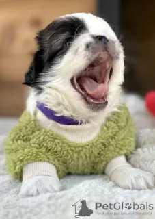 Photos supplémentaires: Chiots Pékinois à vendre