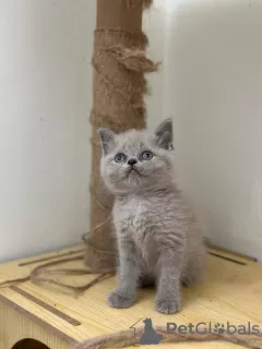 Photo №3. Chatons British shorthair vaccinés prêts à être vendus avec des services de. Fédération de Russie