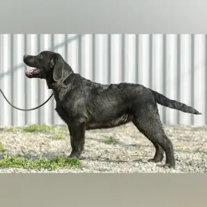 Photo №1. labrador retriever - à vendre en ville de Pyatigorsk | 355€ | Annonce №1176