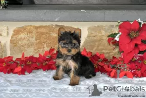 Photo №3. Yorkshire Terriers à vendre. Allemagne