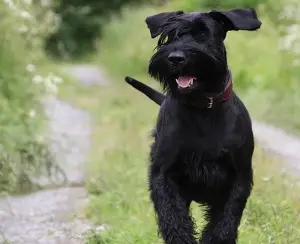 Photo №2 de l'annonce № 413 de la vente schnauzer géant - acheter à Fédération de Russie éleveur