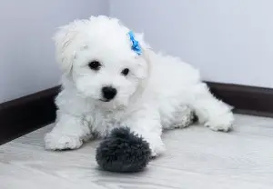 Photo №2 de l'annonce № 446 de la vente bichon à poil frisé - acheter à Fédération de Russie annonce privée