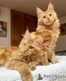 Photo №1. maine coon - à vendre en ville de Colorado Springs | 284€ | Annonce № 103253